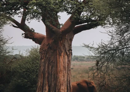 TARANGIRE NATIONAL PARK
