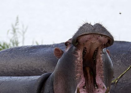 KATAVI NATIONAL PARK