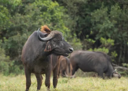 ARUSHA NATIONAL PARK