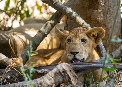 NYERERE NATIONAL PARK